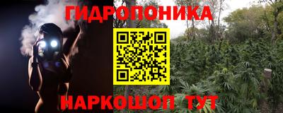 спайс Кингисепп